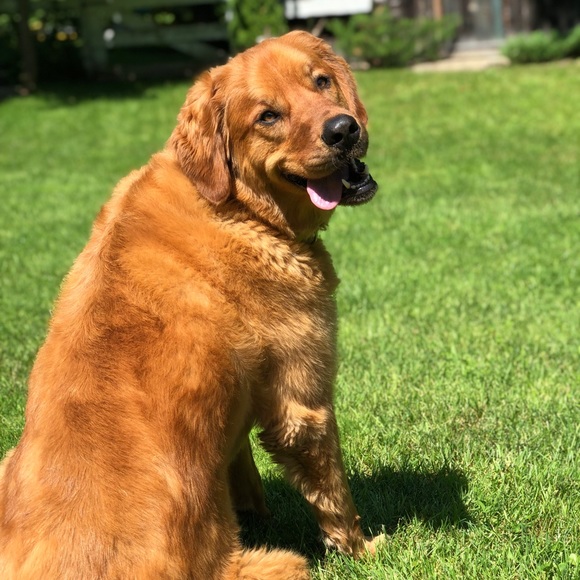 Meet your Posher, Shannon - Picture 2 of 2